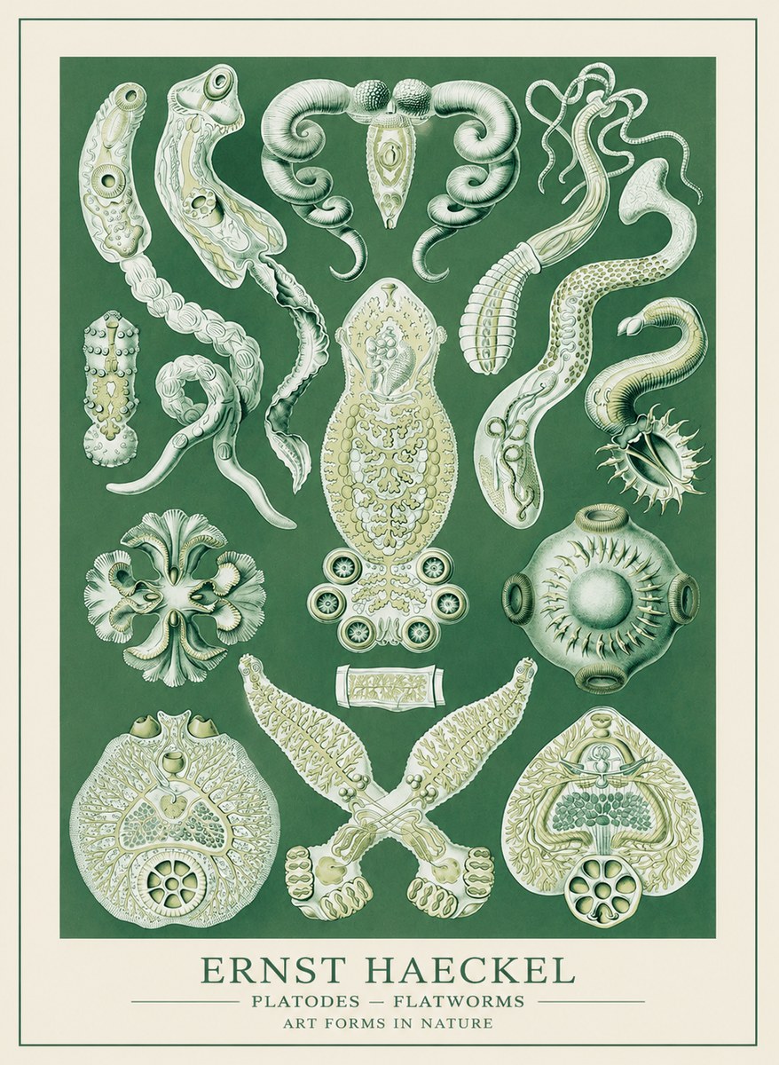 Ernst Haeckel Platodes – Flatworms No3 - Affiche