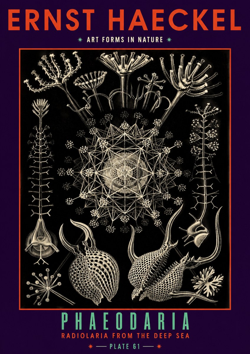 Ernst Haeckel Phaeodaria Radiolarians - Plate 61 No6 - Affiche