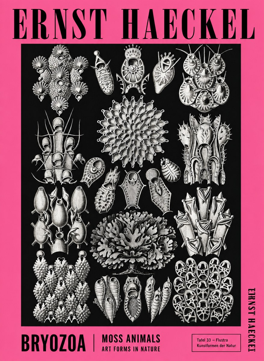Ernst Haeckel Bryozoa No4 - Affiche