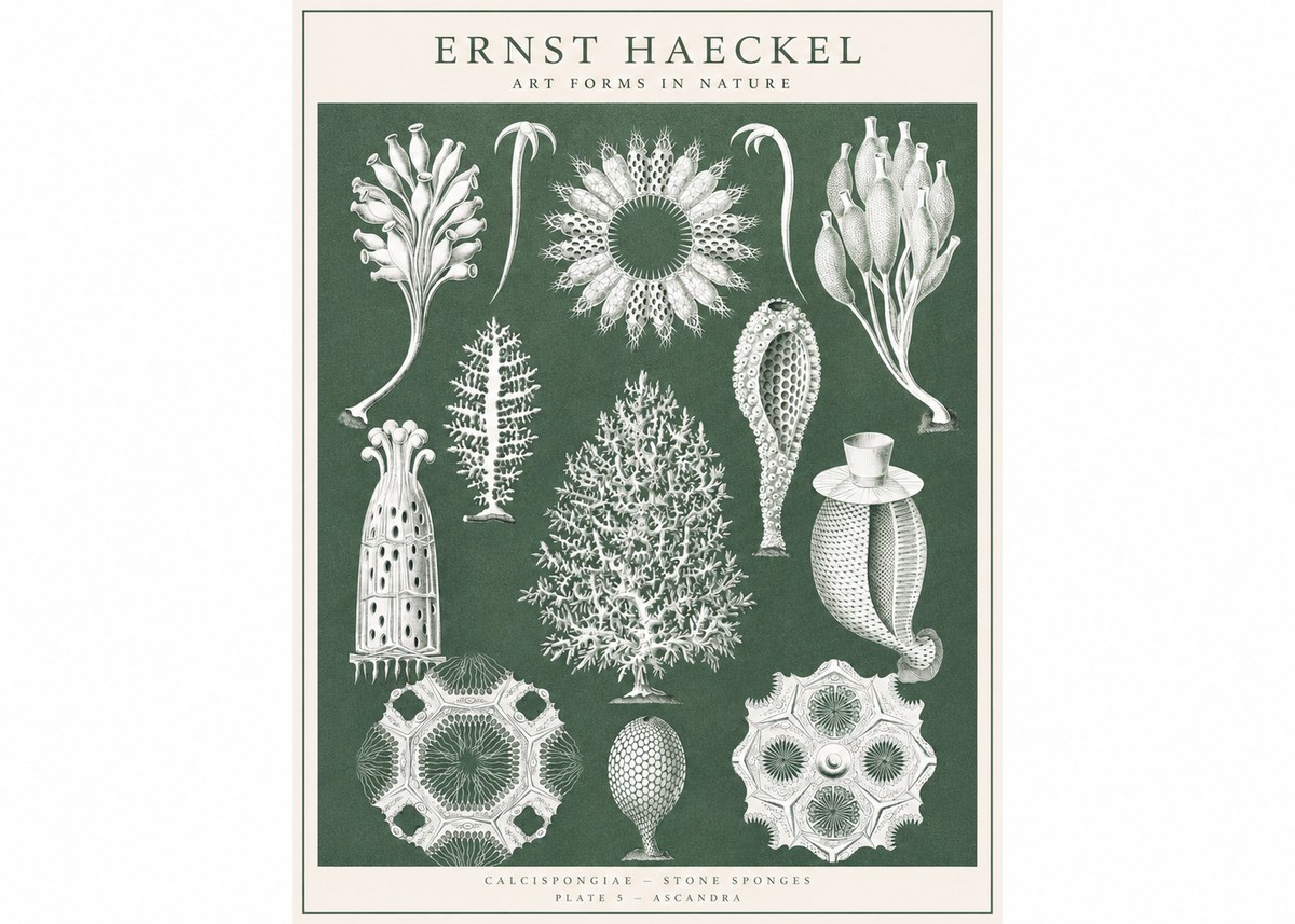Ernst Haeckel Calcispongiae - Calcisponiges - Plate 5 - Asconia No3 - Affiche