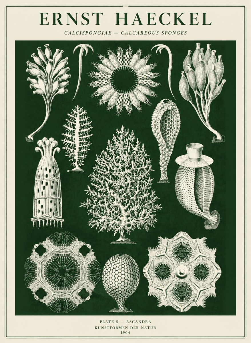 Ernst Haeckel Calcispongiae - Calcisponiges - Plate 5 - Asconia No5 - Affiche