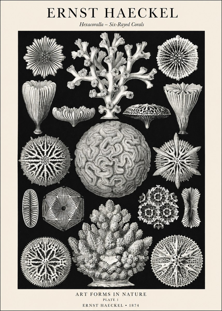 Ernst Haeckel Hexacoralla – Six-rayed Corals No1 - Affiche