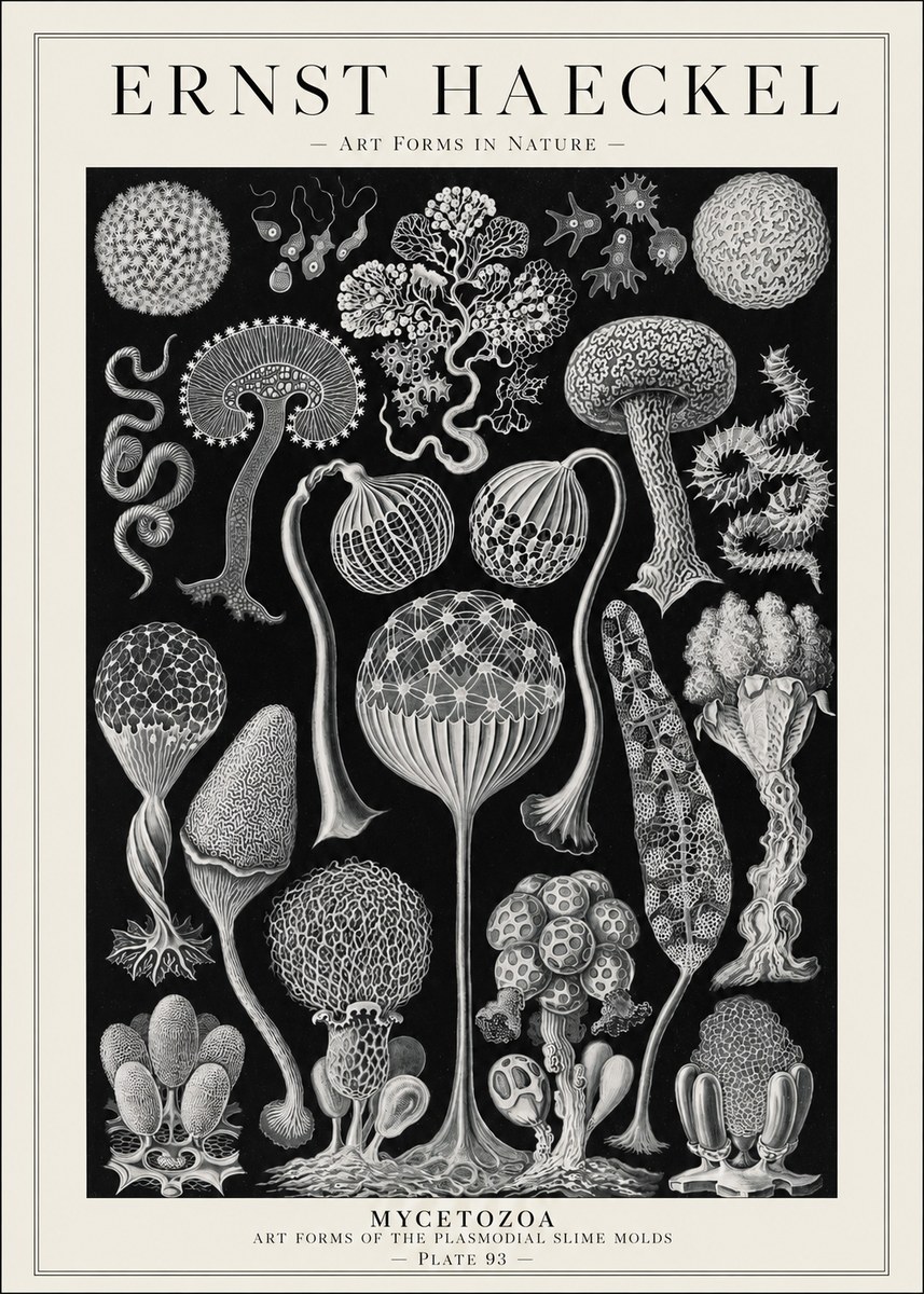 Ernst Haeckel Mycetozoa No1 - Affiche