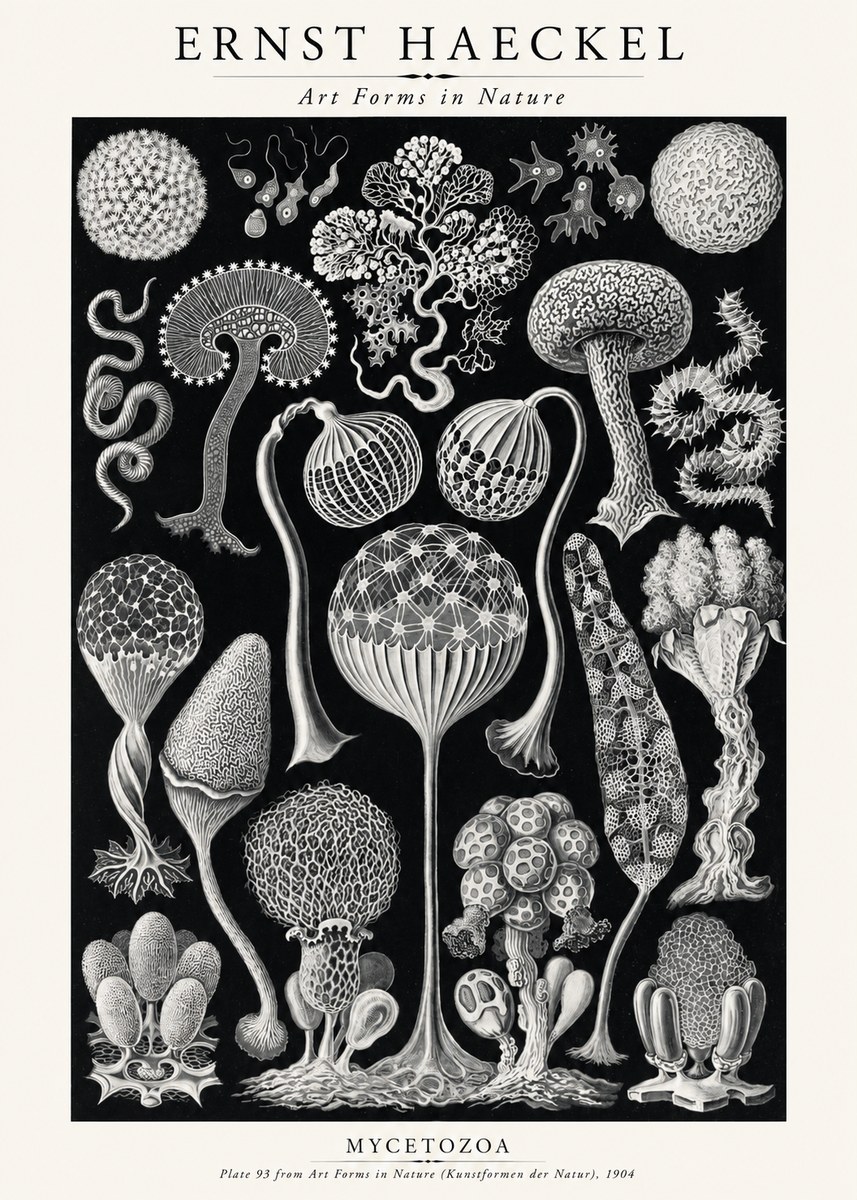 Ernst Haeckel Mycetozoa No2 - Affiche
