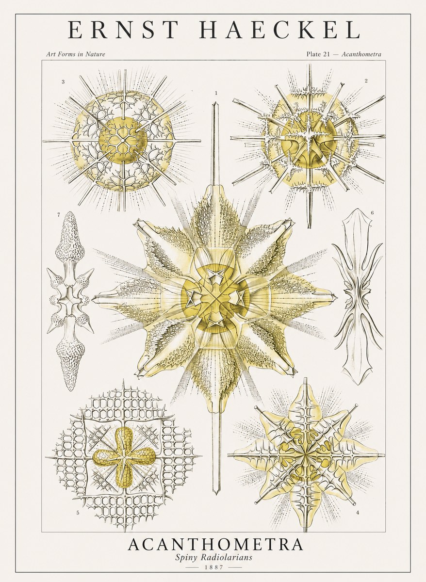 Ernst Haeckel Acanthometra - Star Radiolarians No4 - Affiche