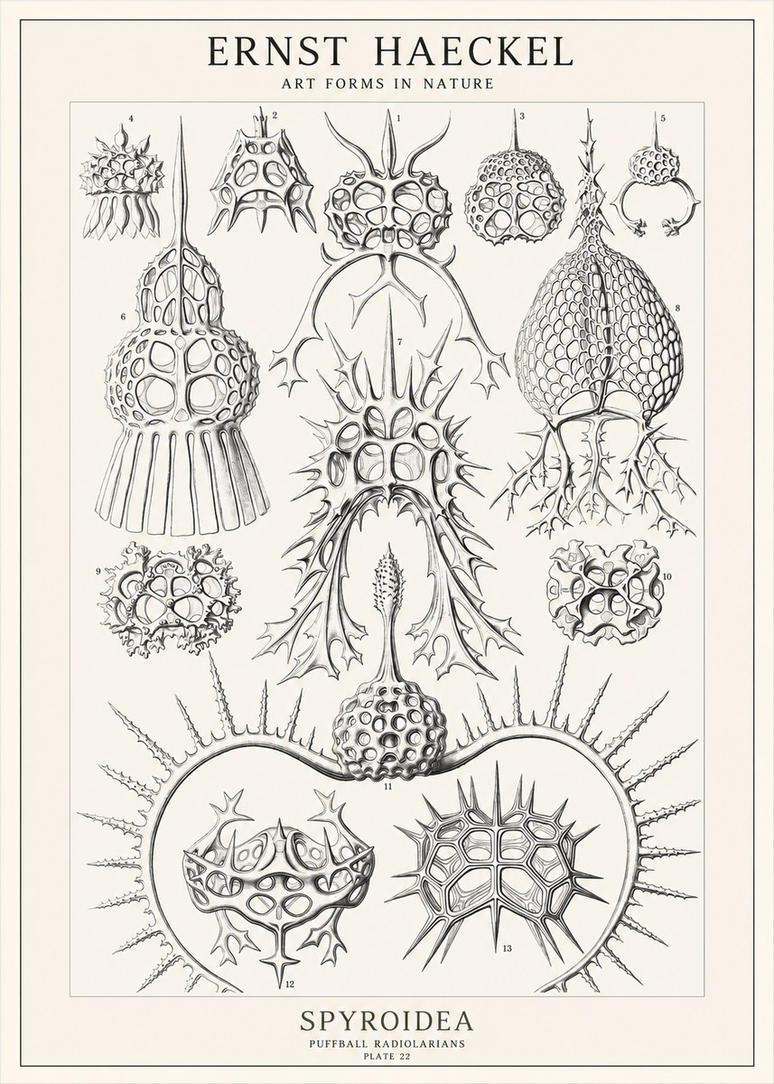 Ernst Haeckel Spyroidea - Puffball Radiolarians - Plate 22 No1 - Affiche
