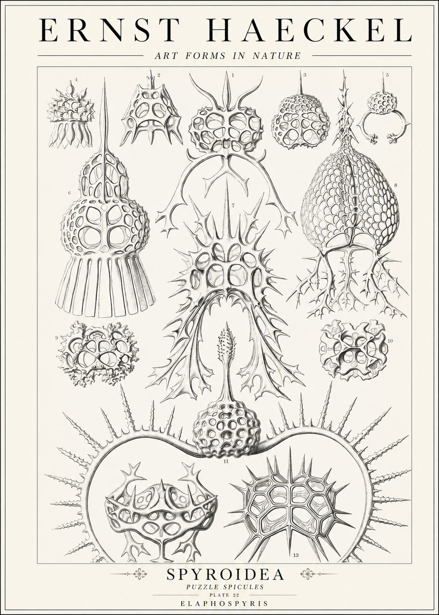 Ernst Haeckel Spyroidea - Puffball Radiolarians - Plate 22 No2 - Affiche