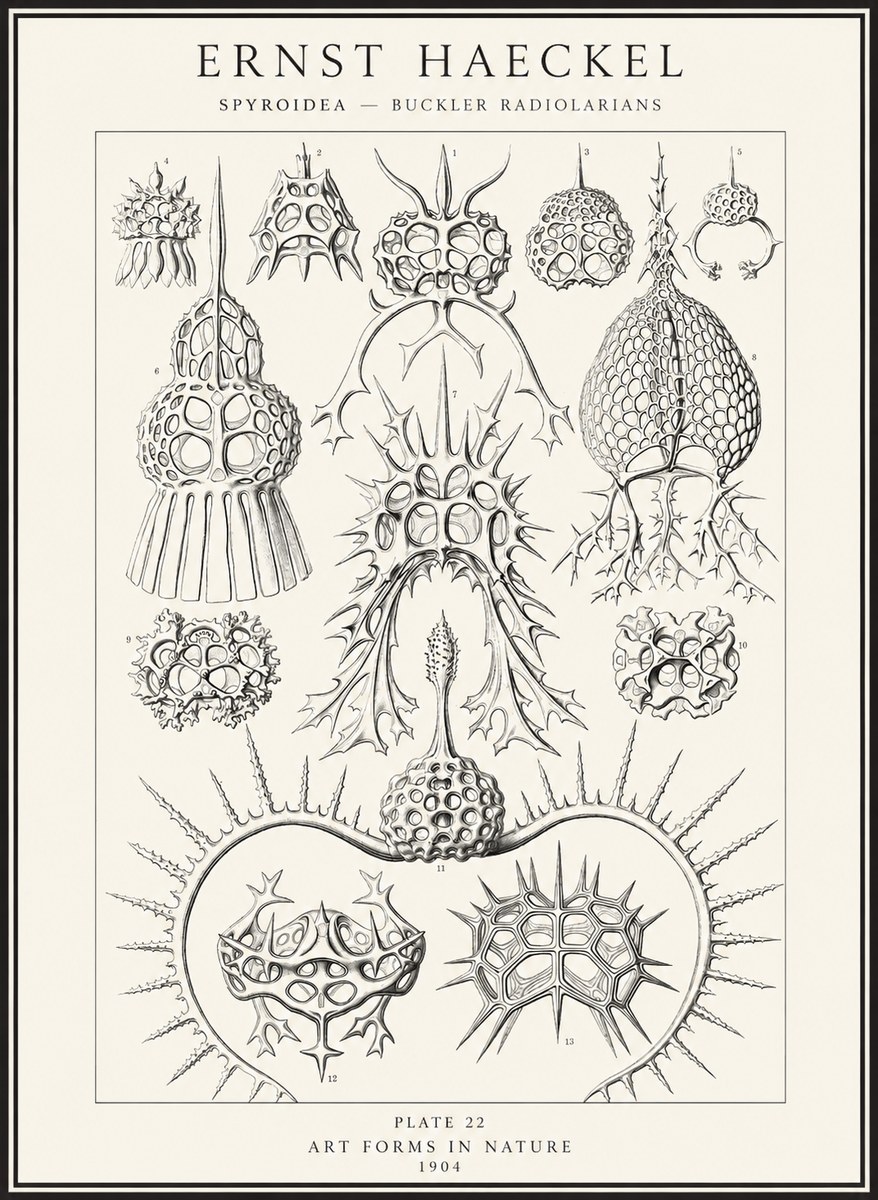 Ernst Haeckel Spyroidea - Puffball Radiolarians - Plate 22 No4 - Affiche