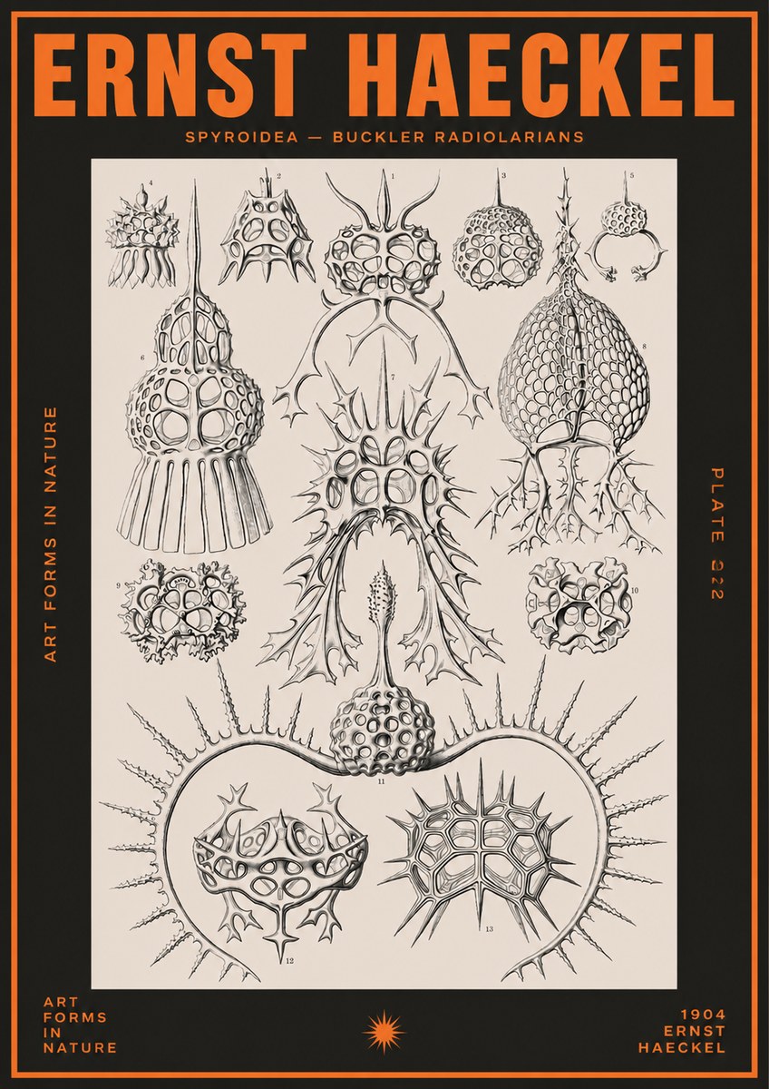 Ernst Haeckel Spyroidea - Puffball Radiolarians - Plate 22 No5 - Affiche