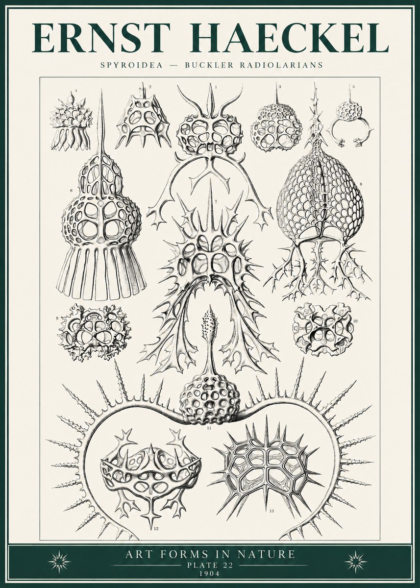 Ernst Haeckel Spyroidea - Puffball Radiolarians - Plate 22 No6 - Affiche