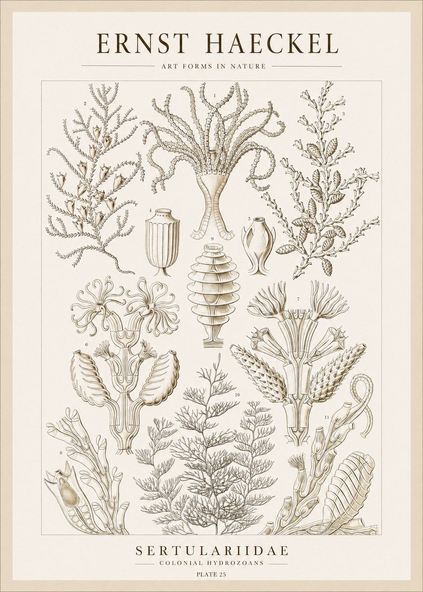 Ernst Haeckel Sertulariidae No1 - Affiche