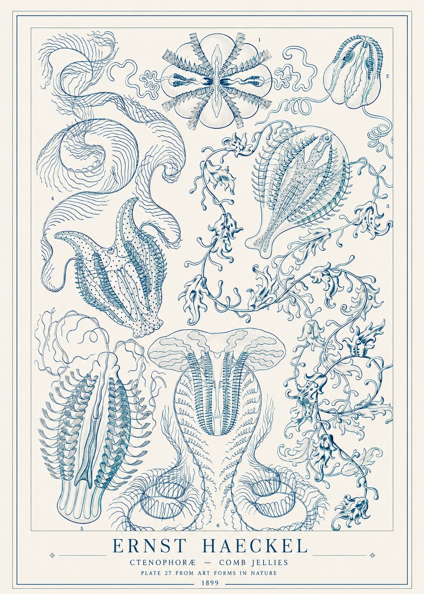 Ernst Haeckel Ctenophoræ – Comb Jellies No1 - Affiche
