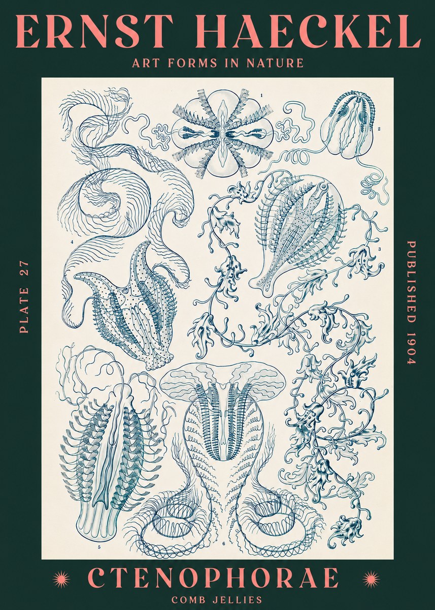 Ernst Haeckel Ctenophoræ – Comb Jellies No3 - Affiche