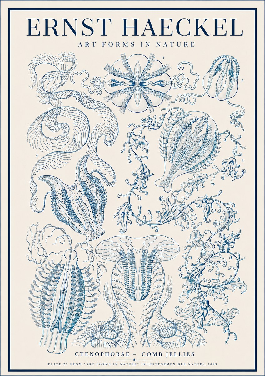 Ernst Haeckel Ctenophoræ – Comb Jellies No4 - Affiche