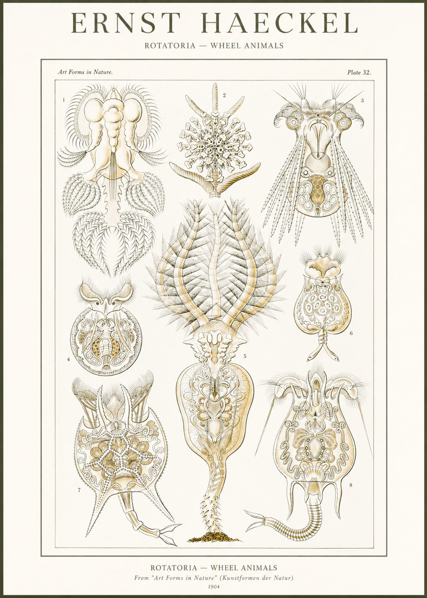 Ernst Haeckel Rotatoria - Wheel Animals No2 - Affiche