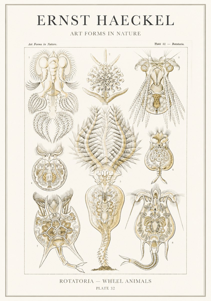 Ernst Haeckel Rotatoria - Wheel Animals No3 - Affiche