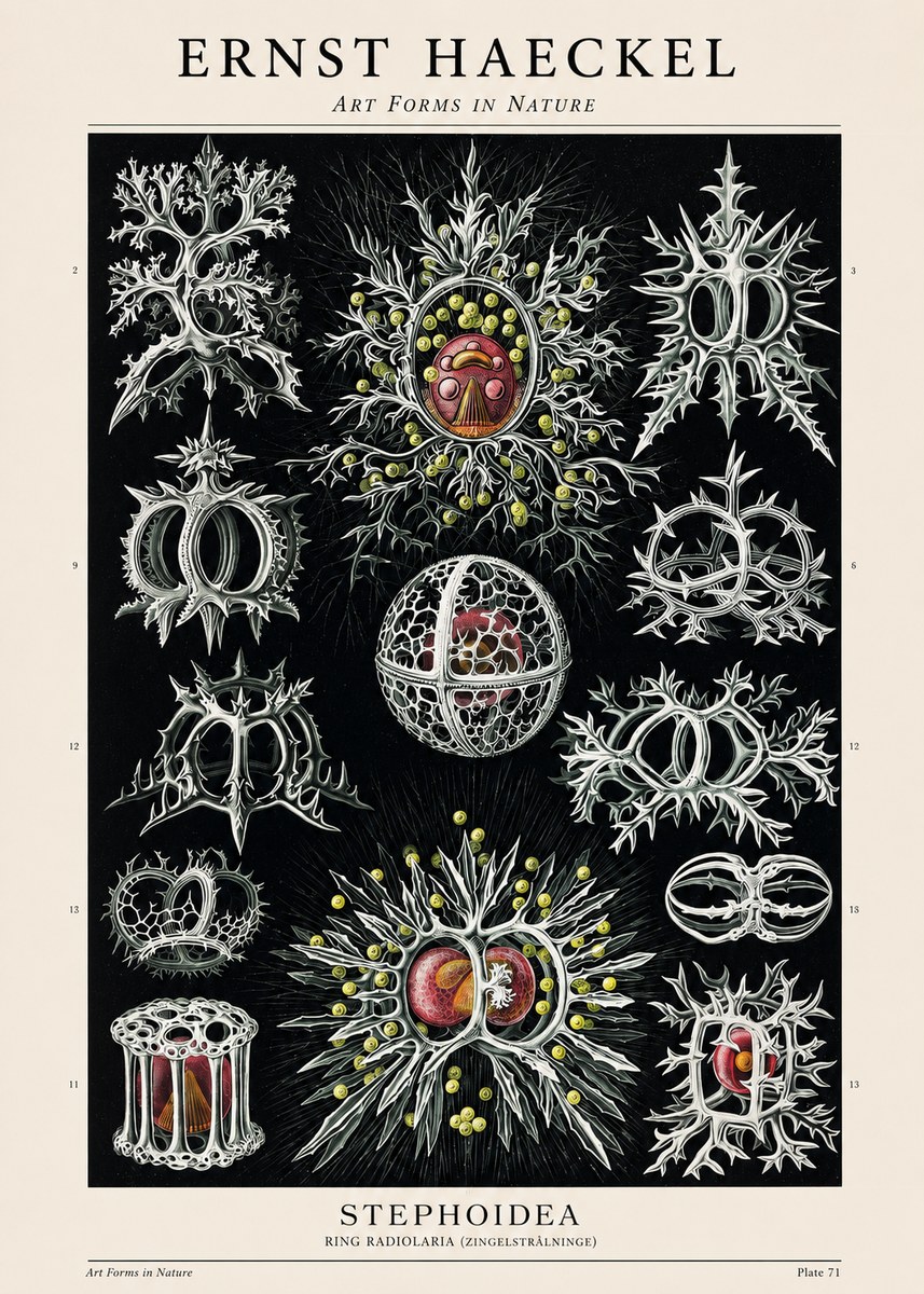 Ernst Haeckel Stephoidea No1 - Affiche