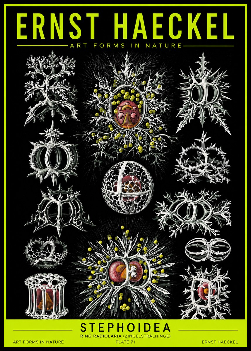 Ernst Haeckel Stephoidea No2 - Affiche