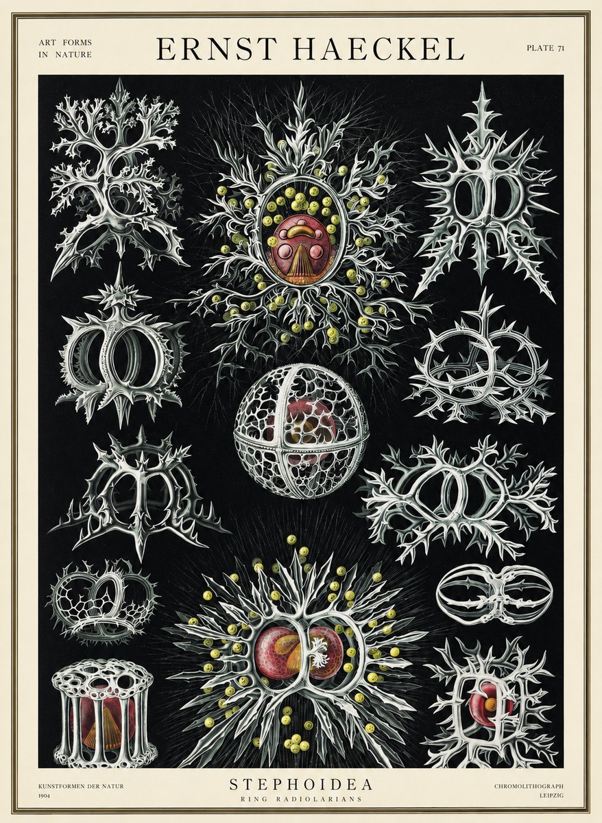 Ernst Haeckel Stephoidea No3 - Affiche