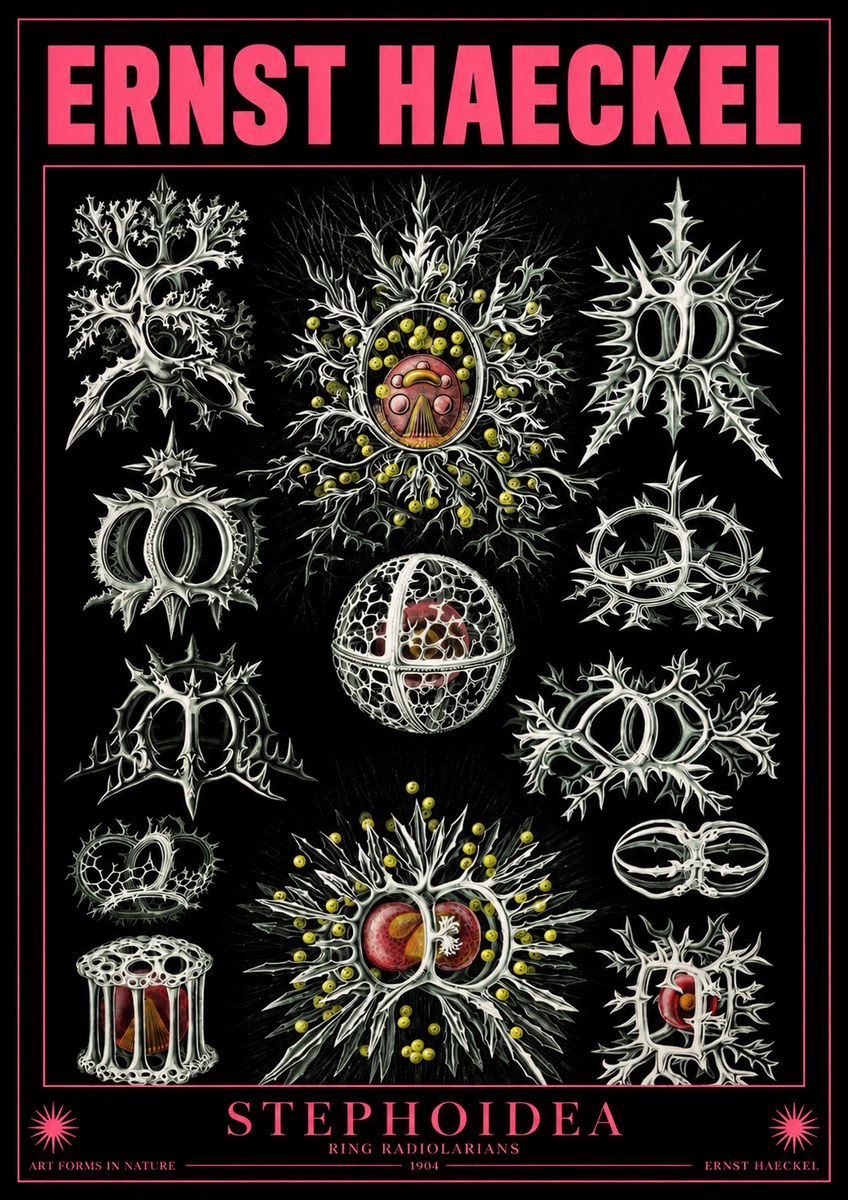Ernst Haeckel Stephoidea No4 - Affiche