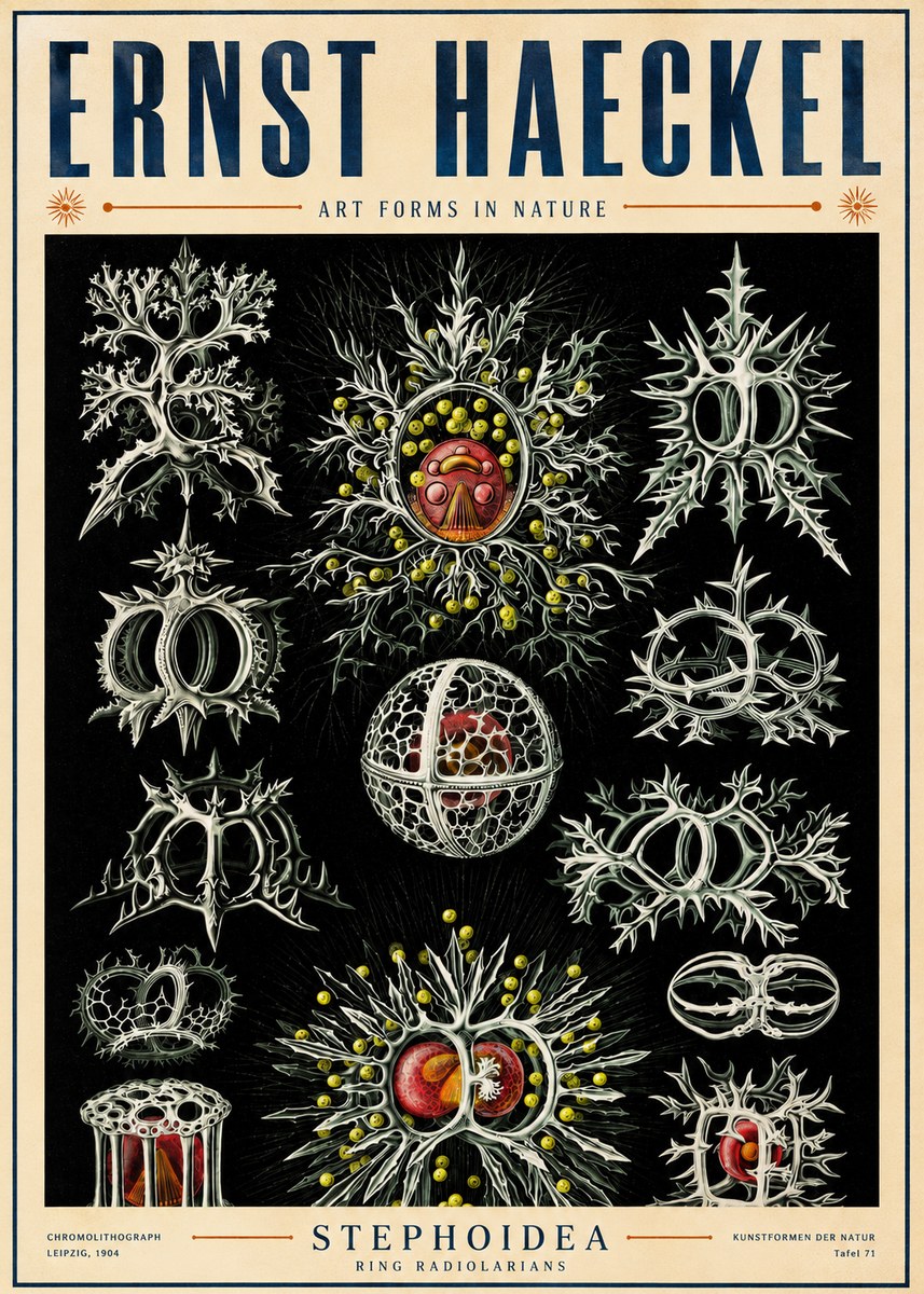 Ernst Haeckel Stephoidea No5 - Affiche
