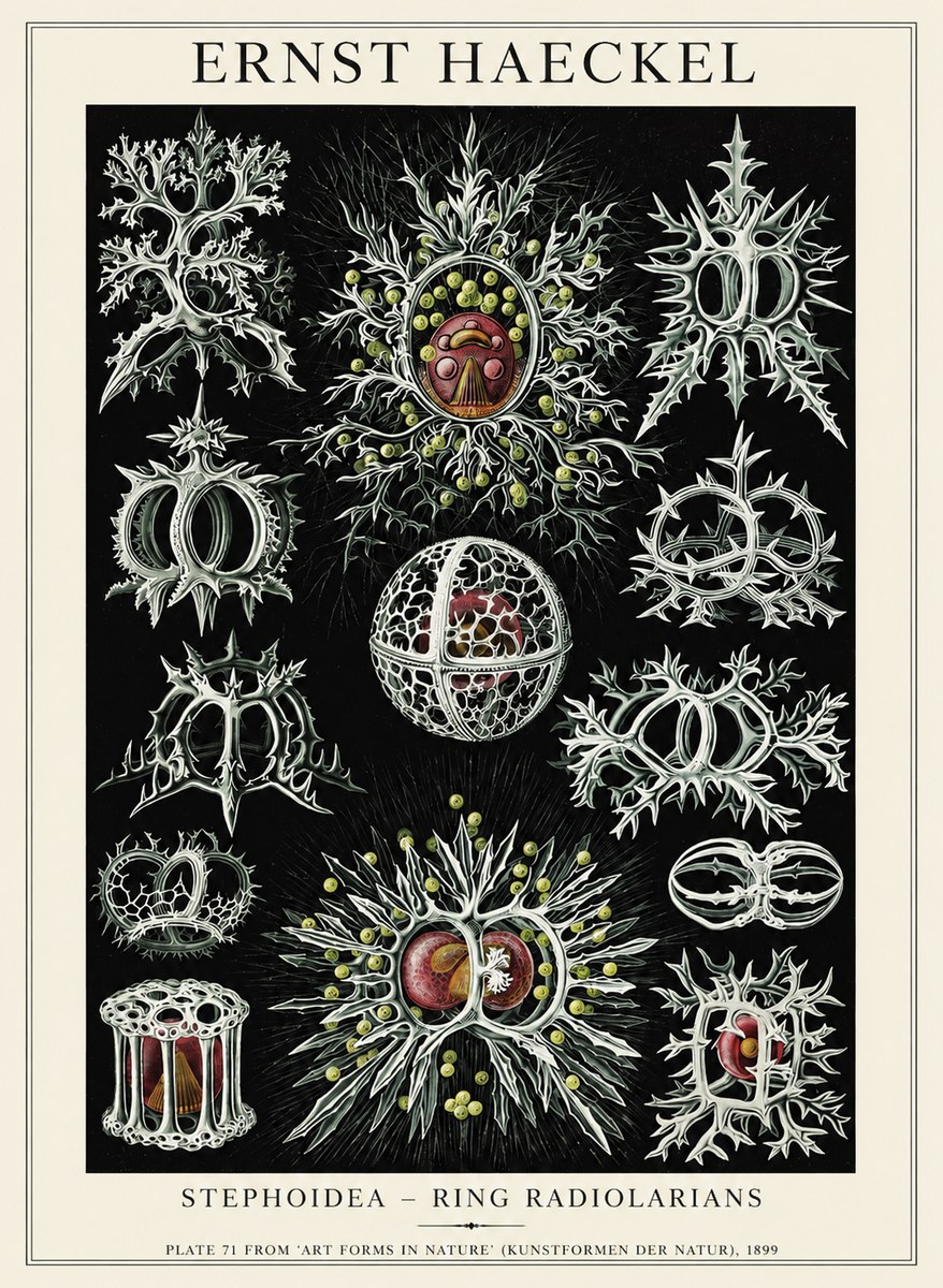Ernst Haeckel Stephoidea No6 - Affiche
