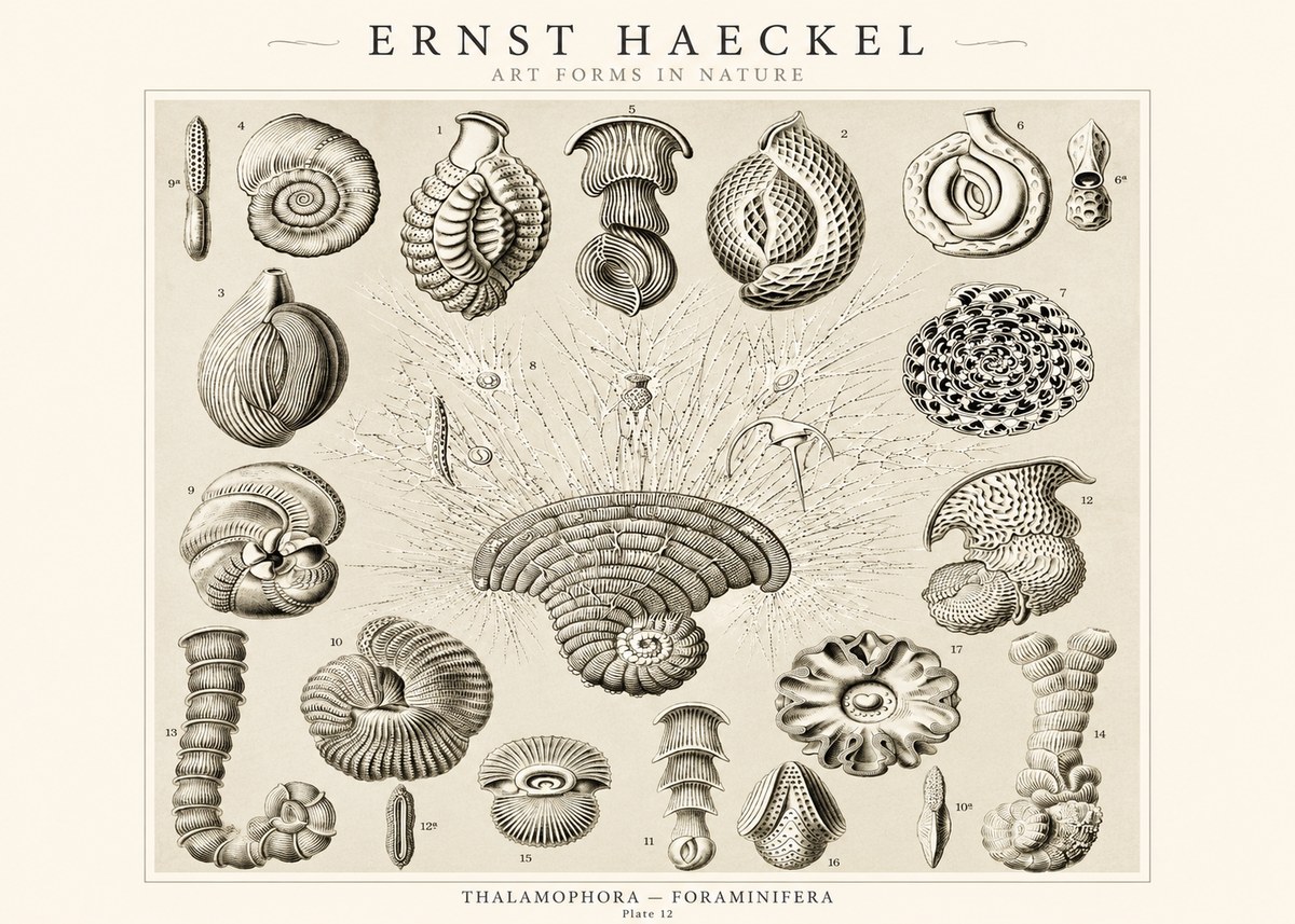 Ernst Haeckel Thalamophora – Foraminifera Plate 12 No1 - Affiche