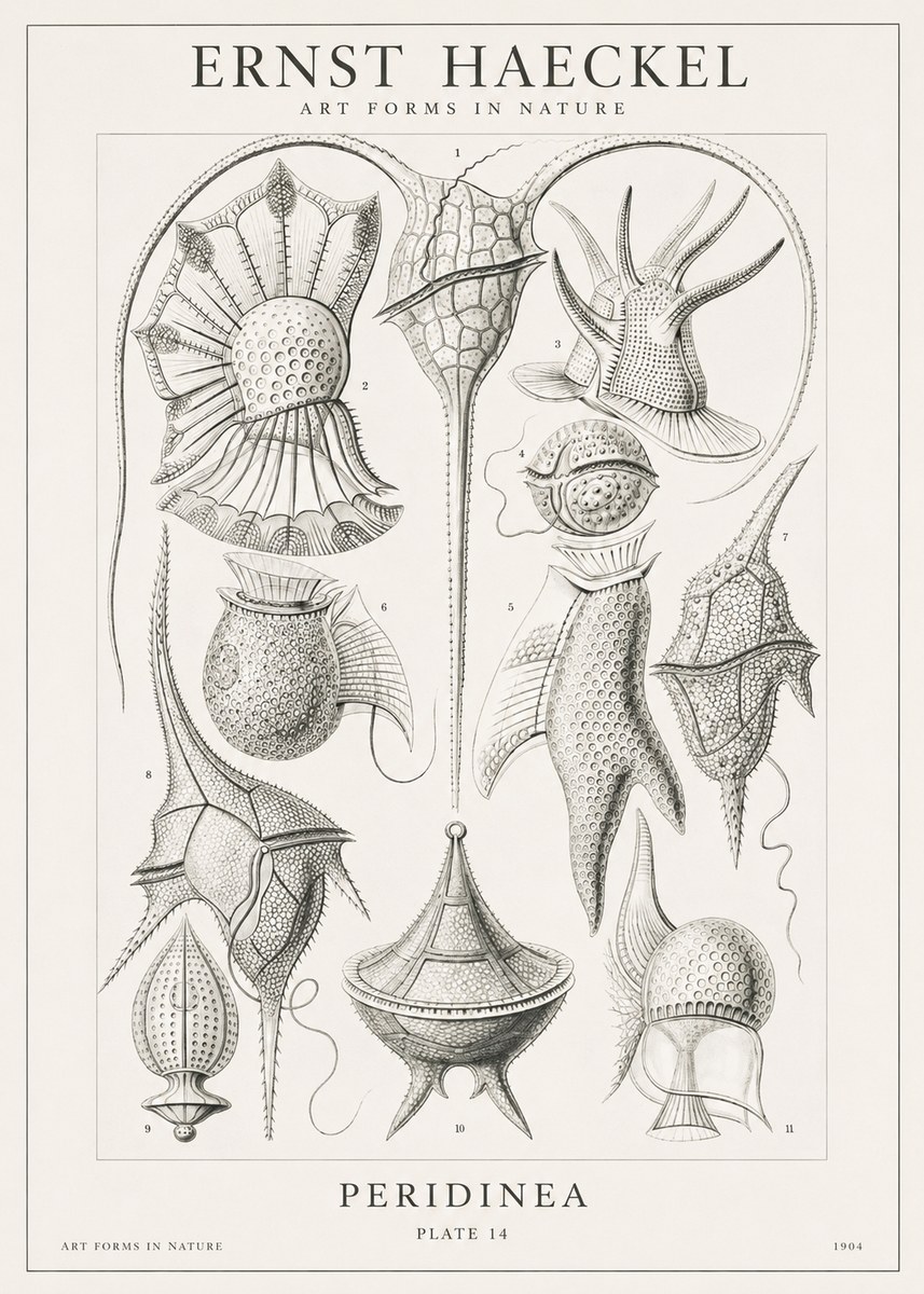 Ernst Haeckel Peridinea No1 - Affiche