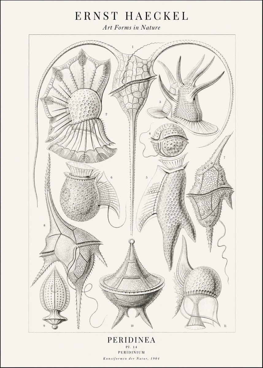 Ernst Haeckel Peridinea No2 - Affiche