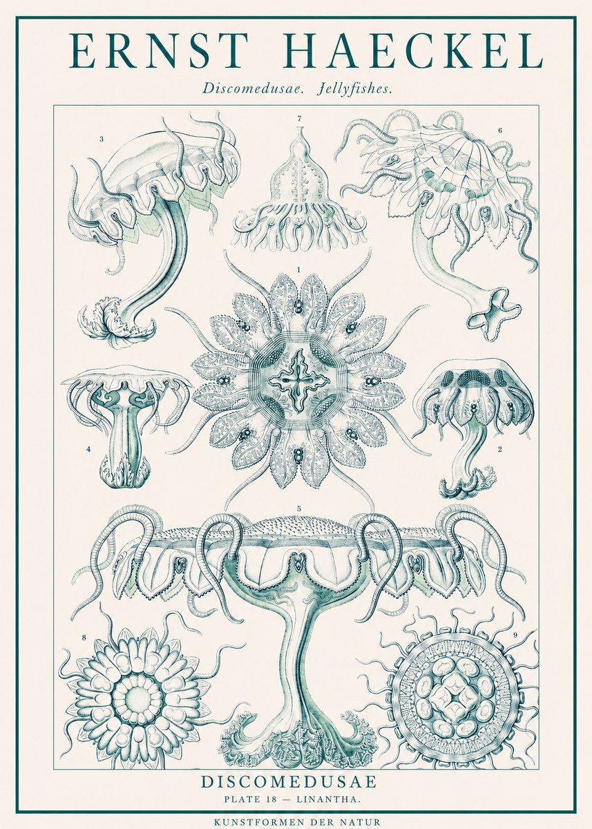 Ernst Haeckel Discomedusae. Jellyfishes. No1 - Affiche
