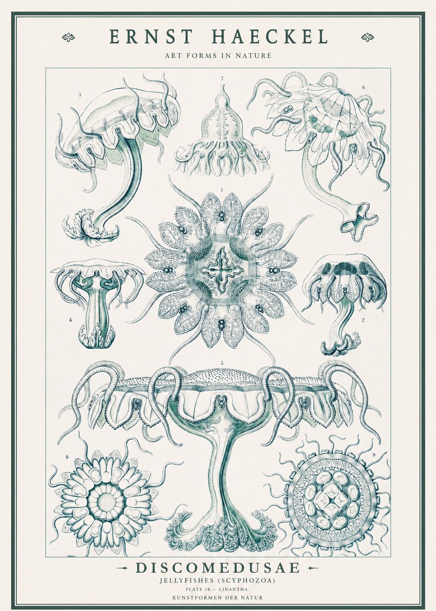 Ernst Haeckel Discomedusae. Jellyfishes. No3 - Affiche