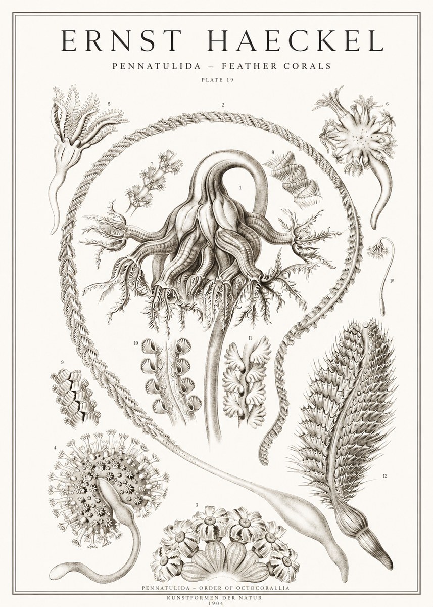 Ernst Haeckel Pennatulida - Sea Pens No2 - Affiche