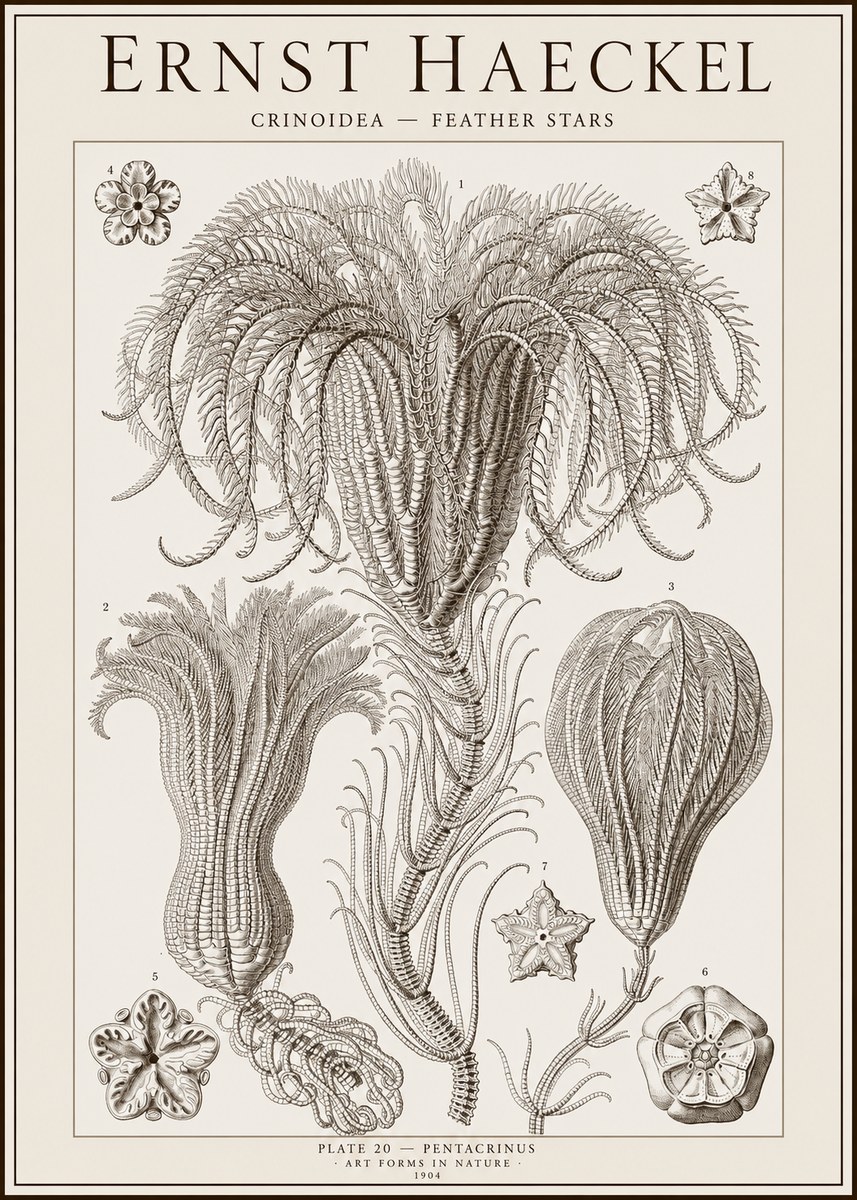 Ernst Haeckel Crinoidea - Palm Lilies No2 - Affiche