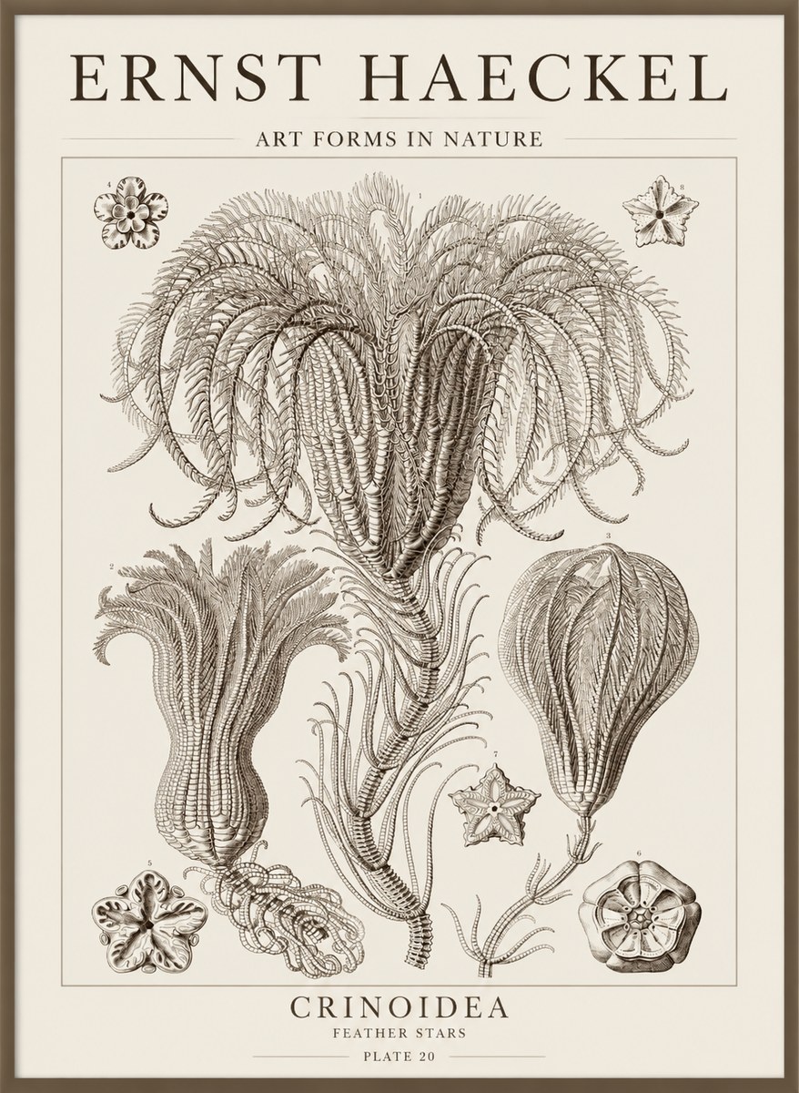 Ernst Haeckel Crinoidea - Palm Lilies No5 - Affiche