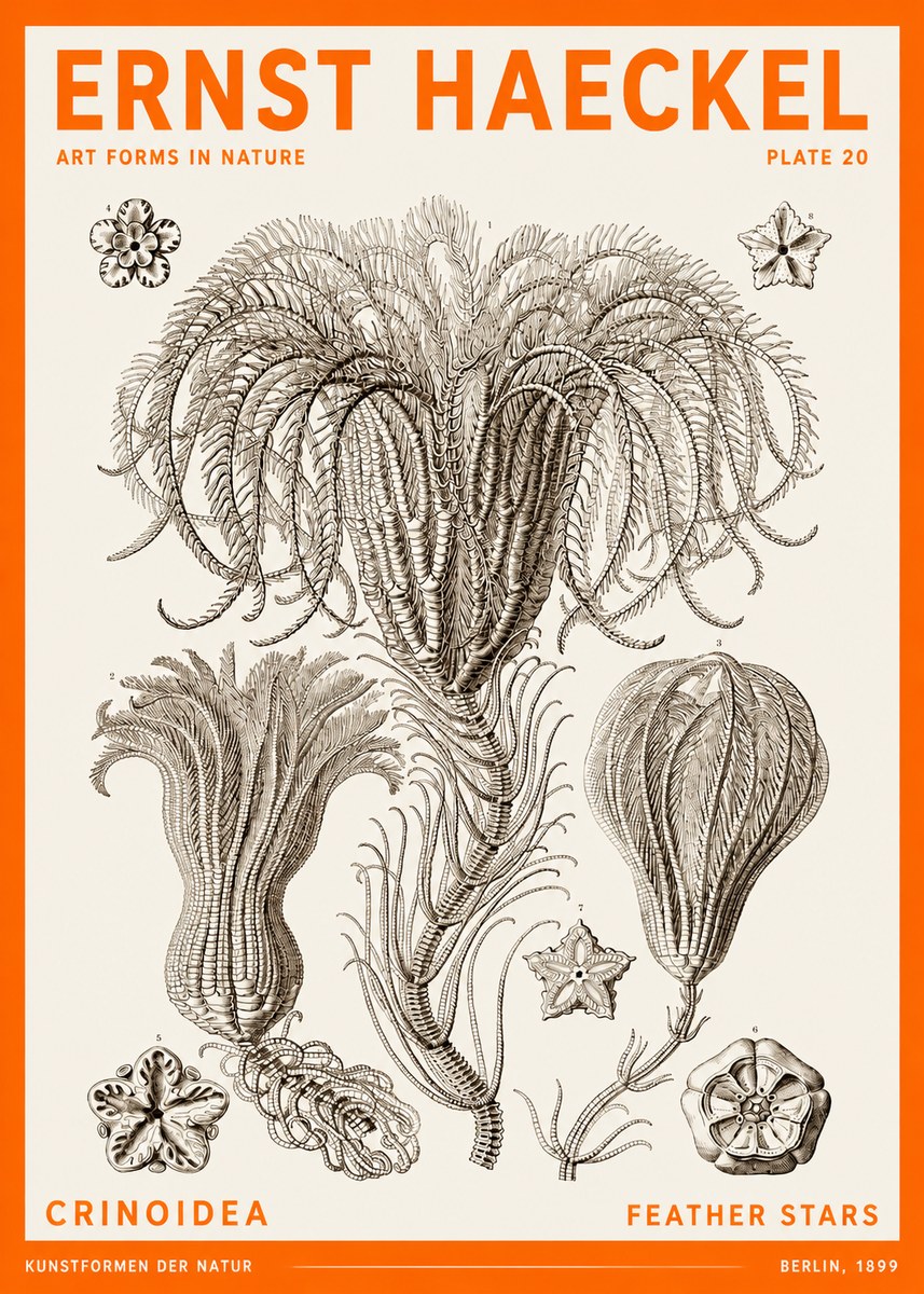 Ernst Haeckel Crinoidea - Palm Lilies No6 - Affiche