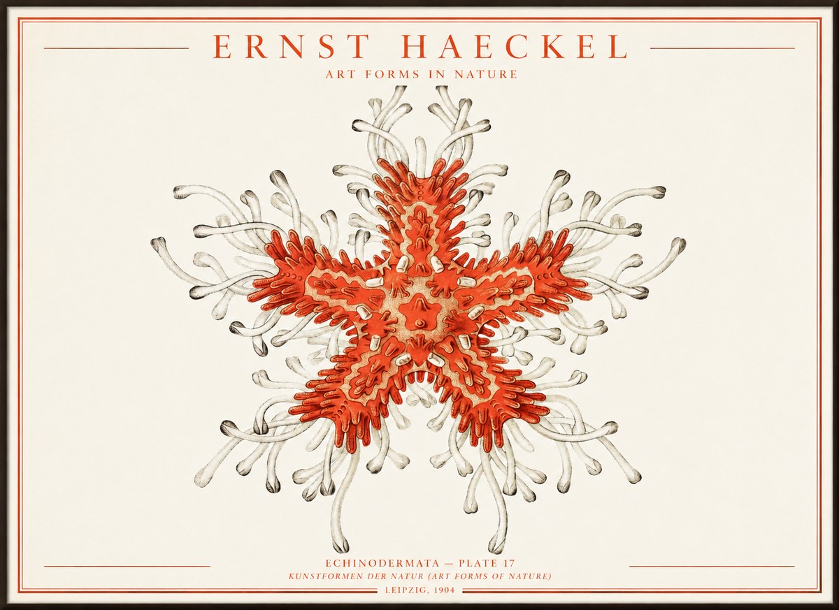 Ernst Haeckel Asteroidea Echinodermata Plate 28 No4 - Affiche