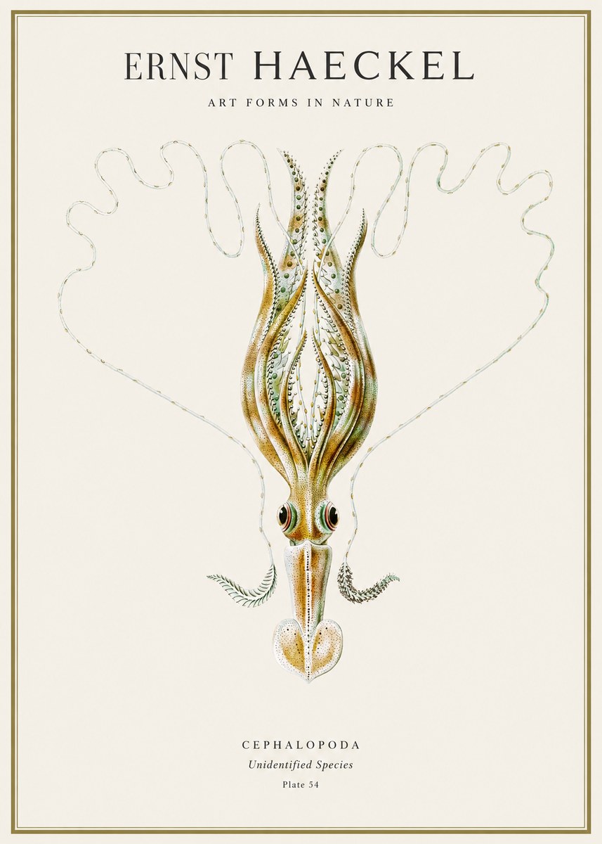 Ernst Haeckel Teuthis Pelagica No4 - Affiche