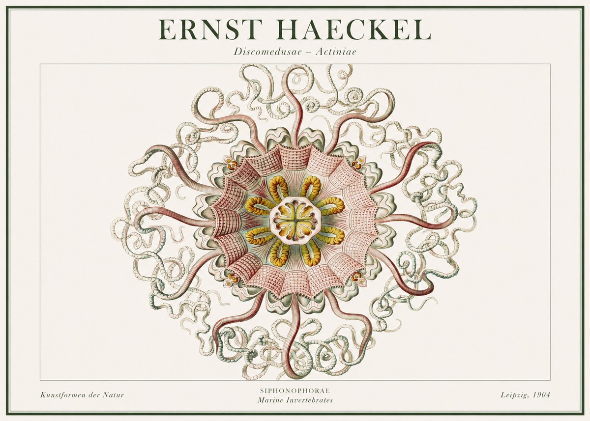 Ernst Haeckel Discomedusae – Actiniae No1 - Affiche