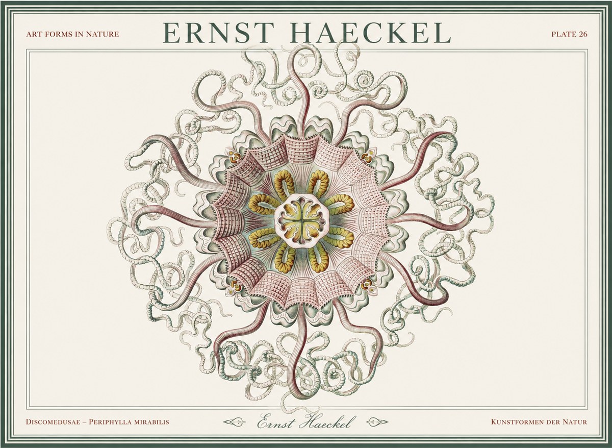 Ernst Haeckel Discomedusae – Actiniae No5 - Affiche