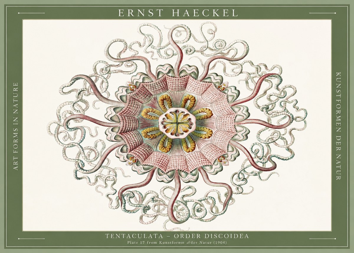 Ernst Haeckel Discomedusae – Actiniae No6 - Affiche