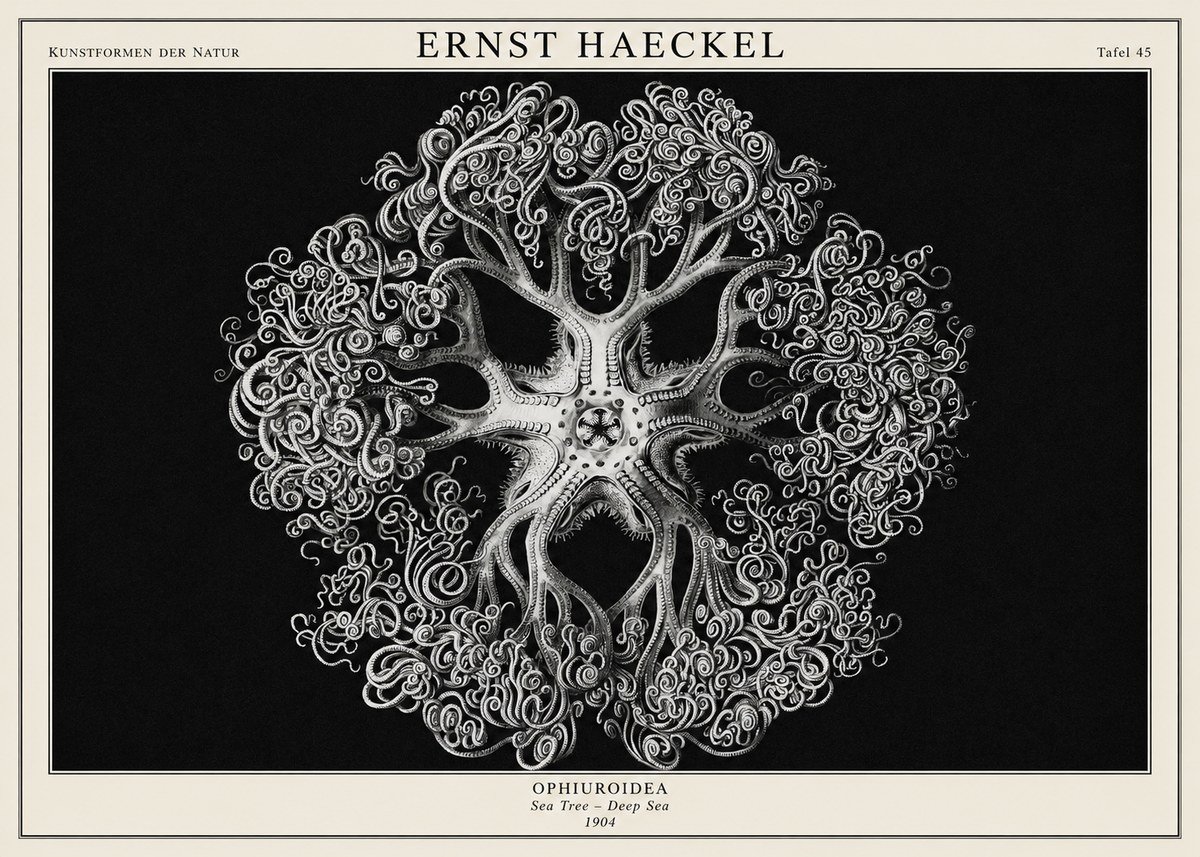 Ernst Haeckel Ophiuroidea Sea Tree - Deep Sea No1 - Affiche