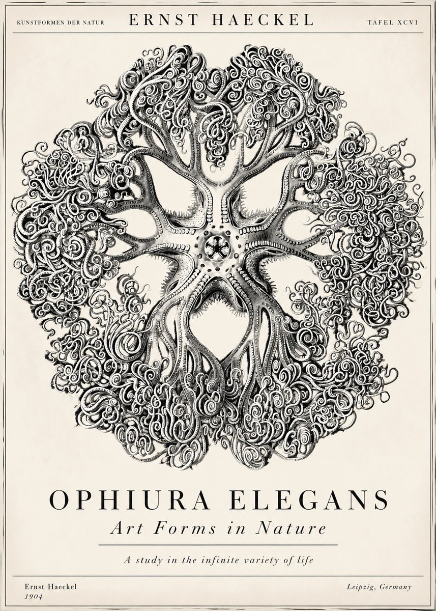 Ernst Haeckel Ophiuroidea Sea Tree - Deep Sea No6 - Affiche