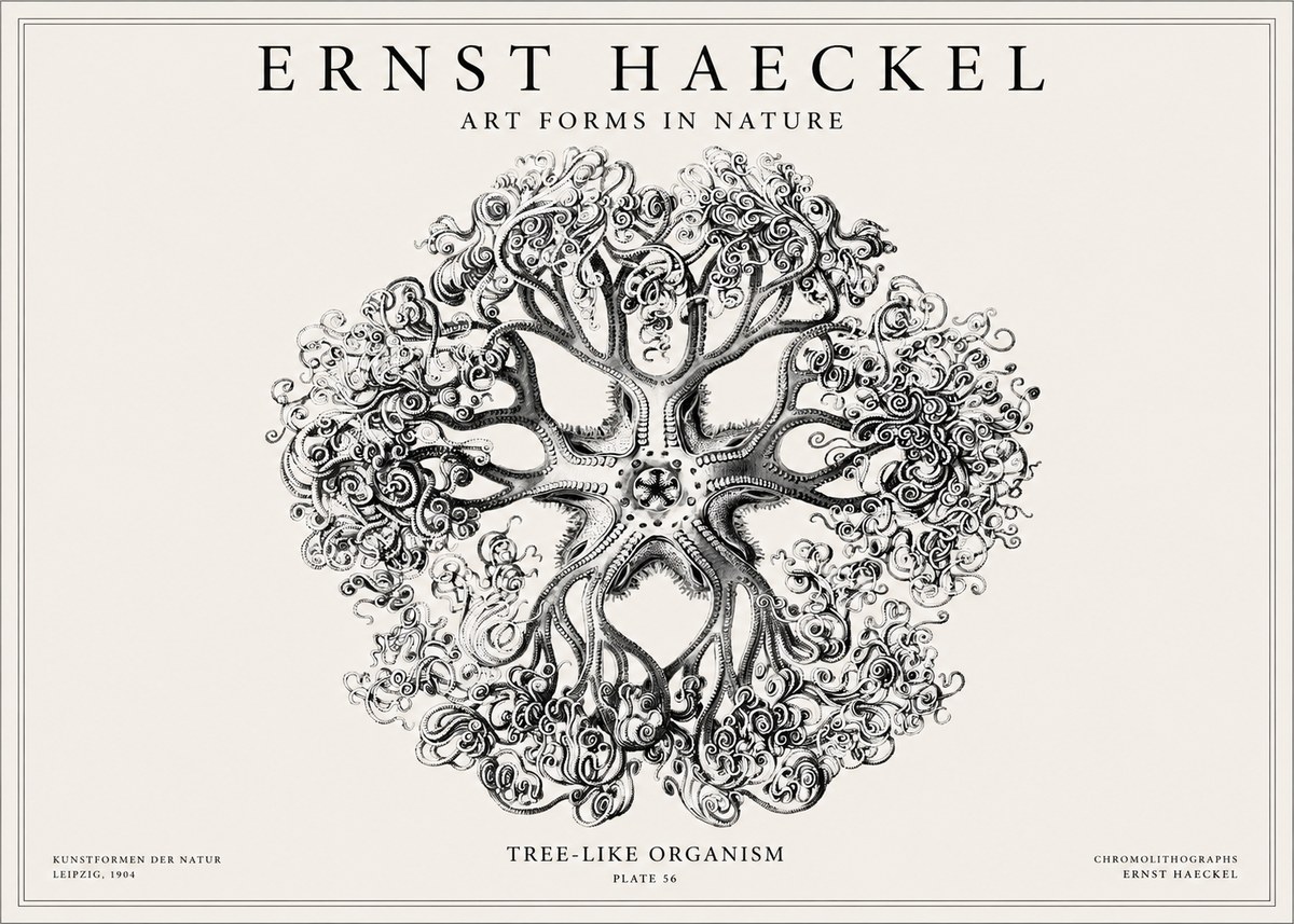 Ernst Haeckel Tree-like Organism No1 - Affiche