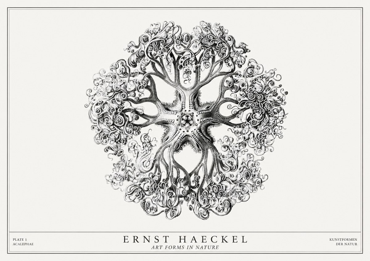 Ernst Haeckel Tree-like Organism No3 - Affiche