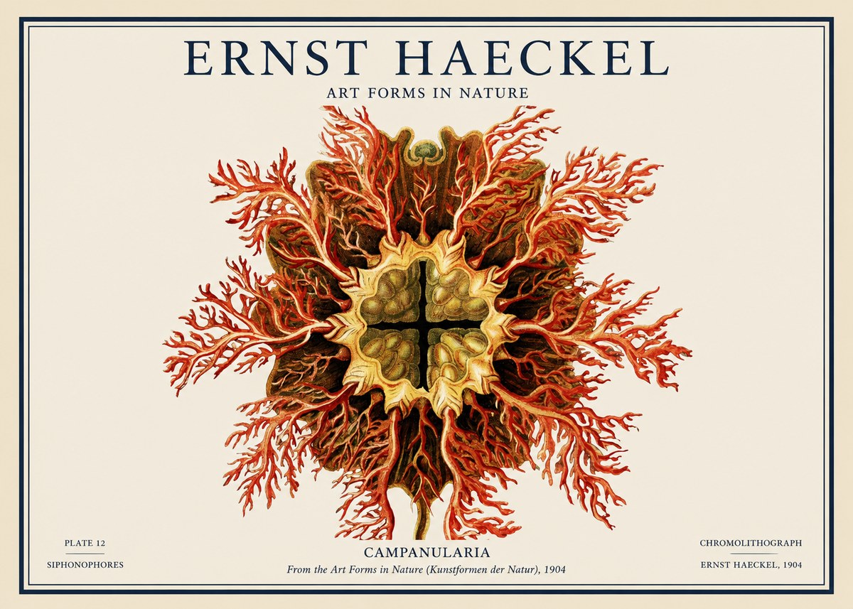 Ernst Haeckel Tetractinellida a Radiolarian from the Deep Sea No4 - Affiche