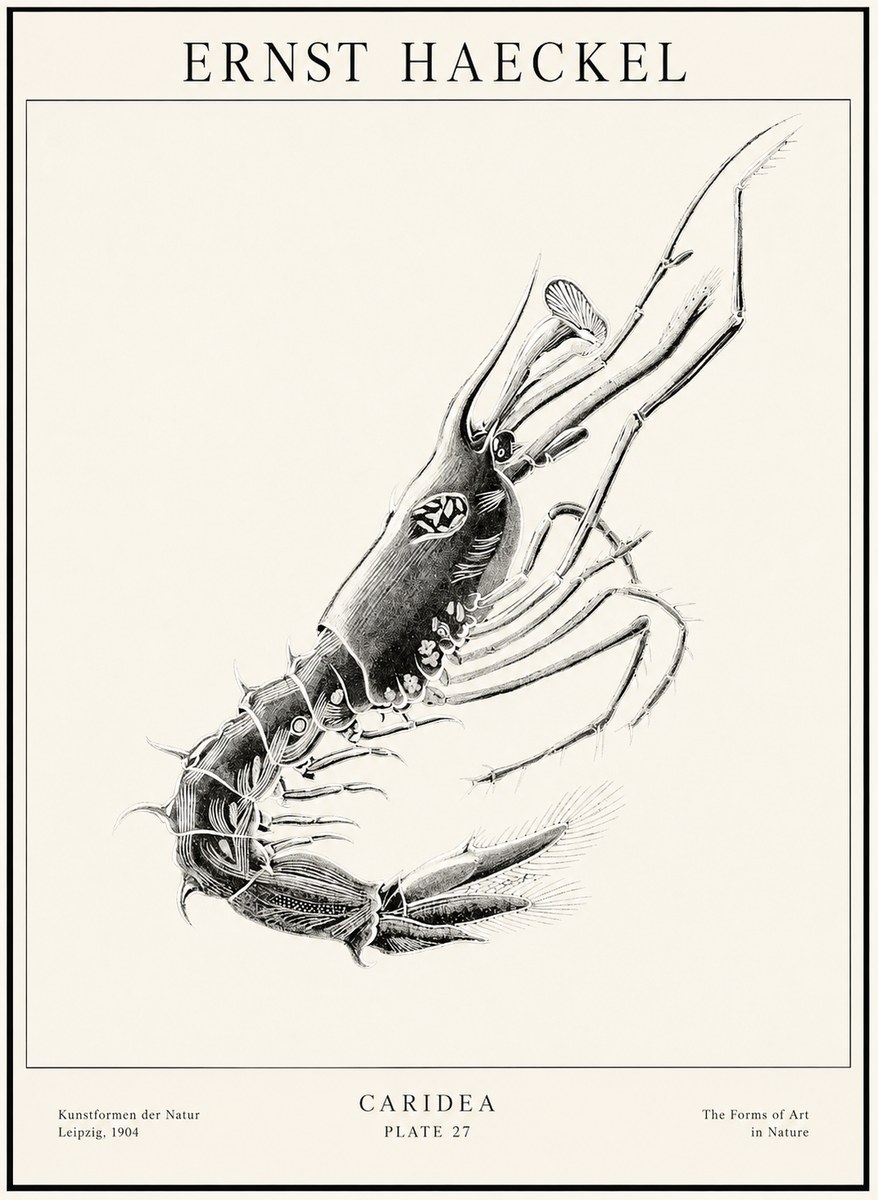 Ernst Haeckel Caridea Plate 27 No1 - Affiche
