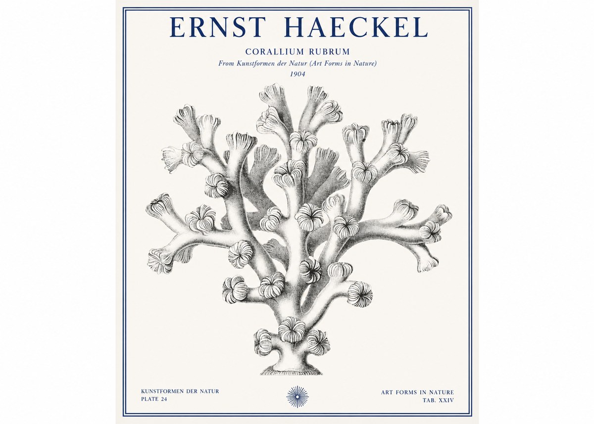 Ernst Haeckel Corallium Rubrum II No1 - Affiche