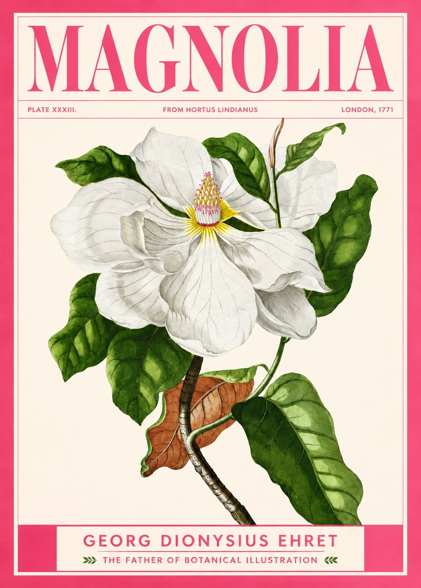 Georg Dionysius Ehret Magnolia Maxima - Flowering Branch No2 - Affiche