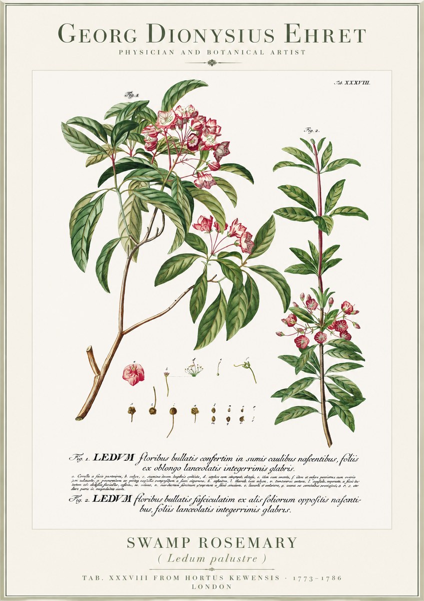 Georg Dionysius Ehret Swamp Rosemary (Ledum Palustre) No1 - Affiche