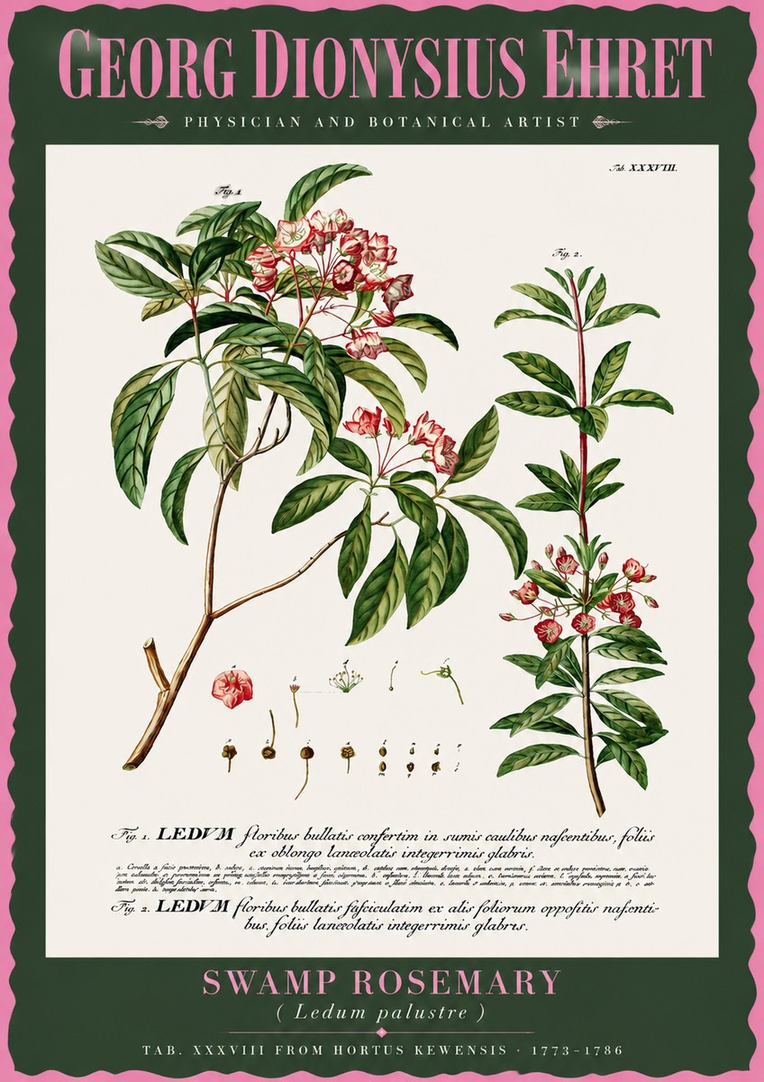 Georg Dionysius Ehret Swamp Rosemary (Ledum Palustre) No2 - Affiche